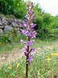 Chalk fragrant orchid (Gymnadenia conopsea) - Castel de Cantobre Gîtes, Aveyron, France