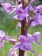 Chalk fragrant orchid (Gymnadenia conopsea) - Castel de Cantobre Gîtes, Aveyron, France