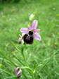 Aveyron Bee Orchid (Ophrys aveyronensis) - Castel de Cantobre Gîtes, Aveyron, France