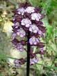 Lady Orchid (Orchis purpurea) - Castel de Cantobre Gîtes, Aveyron, France