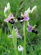 Ophrys bécasse ou Ophrys oiseau (Ophrys scolopax) - Gîtes Castel de Cantobre, Aveyron, France