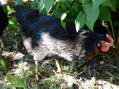 Emma (2nd in pecking order) - Castel de Cantobre G&icirc;tes, Aveyron, France