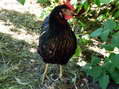 Marion (1st in pecking order) - Castel de Cantobre G&icirc;tes, Aveyron, France