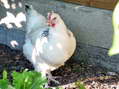 Bertha (the biggest but last in the pecking order) - Castel de Cantobre G&icirc;tes, Aveyron, France