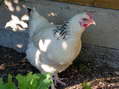 Bertha (the biggest but last in the pecking order) - Castel de Cantobre G&icirc;tes, Aveyron, France