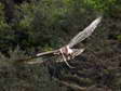 Short-toed (Snake) Eagle (Circaetus gallicus) - Castel de Cantobre Gîtes, Aveyron, France