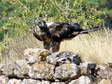 Gypaéte barbu - mâle (Larzac) - Juvénile de 2 mois (Gypaetus barbatus) - Gîtes Castel de Cantobre, Aveyron, France