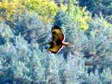 European Honey-buzzard (Pernis apivorus) - Castel de Cantobre Gîtes, Aveyron, France