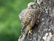 Juvenile Common Kestrel (Falco tinnunculus) - Castel de Cantobre Gîtes, Aveyron, France