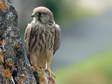 Le Faucon crécerelle juvénile (Falco tinnunculus) - Gîtes Castel de Cantobre, Aveyron, France