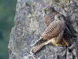 Les Faucons crécerelles juvéniles (Falco tinnunculus) - Gîtes Castel de Cantobre, Aveyron, France